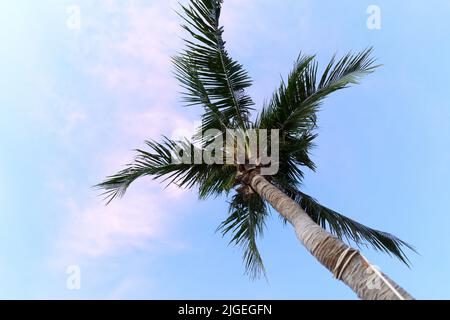 Niedrigen Winkel Ansicht einer Palme Stockfoto