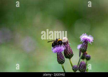 Nahaufnahme einer Hummel (Bombus) auf einer violetten Blüte der Speerdistel (Cirsium) vor verschwommenem Hintergrund Stockfoto