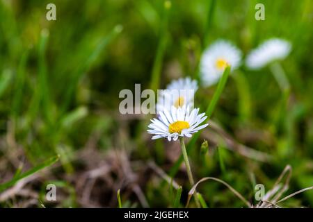 Nahaufnahme von vier Gänseblümchen auf einer Wiese, mit dem Fokus auf der vorderen Gänseblümchen und einem verschwommenen Hintergrund Stockfoto
