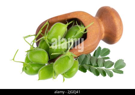 Grüne Kichererbsen in Holzlöffel, isoliert auf weißem Hintergrund. Kichererbsen in der Hülse mit grünen Blättern. Cicer arietinum. Beschneidungspfad Stockfoto