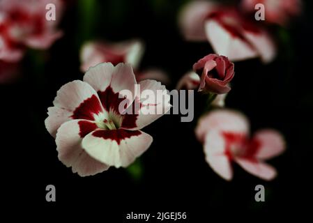 Die Nelken (Dianthus) bilden eine Pflanzengattung aus der Familie der Nelken (Caryophyllaceae). Makrofotografie.