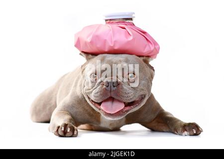 Kranker Flieder französischer Bulldogge mit Eisbeutel auf dem Kopf Stockfoto