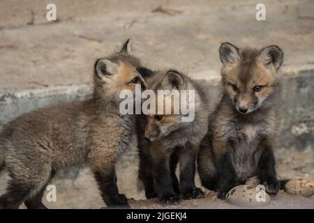 Rotfuchskits fetzen sich im Frühling im Grand Teton National Park in Moose, Wyoming. Stockfoto