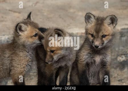 Rotfuchskits fetzen sich im Frühling im Grand Teton National Park in Moose, Wyoming. Stockfoto