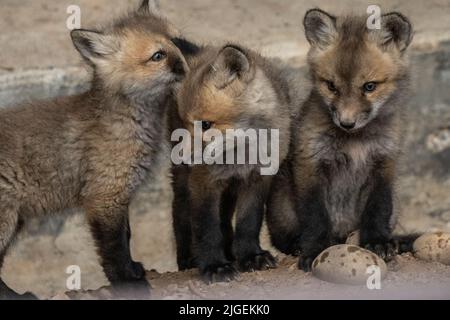 Rotfuchskits fetzen sich im Frühling im Grand Teton National Park in Moose, Wyoming. Stockfoto