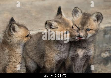 Rotfuchskits fetzen sich im Frühling im Grand Teton National Park in Moose, Wyoming. Stockfoto