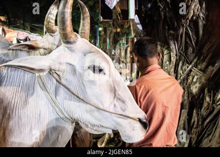 Dhaka, Bangladesch. 08.. Juli 2022. Anbieter, die Kühe auf dem Markt für EID-UL-ADHA verkaufen. EID-UL-ADHA ist 2. das größte Fest für Muslime. Bei diesem Fest opfern die Menschen Kühe und Ziegen. Dieses Bild wurde am 2022-07-07 vom Shahajanpur EID-UL-ADHA-Kuhmarkt in Dhaka aufgenommen. (Foto von MD. Noor Hossain/Pacific Press) Quelle: Pacific Press Media Production Corp./Alamy Live News Stockfoto