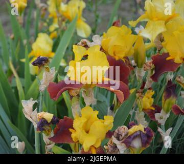 Gelbe Iris. Blume auf einer grünen Wiese Stockfoto