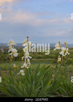 iris blüht auf einer Wiese am Kaiserstuhl aus nächster Nähe Stockfoto