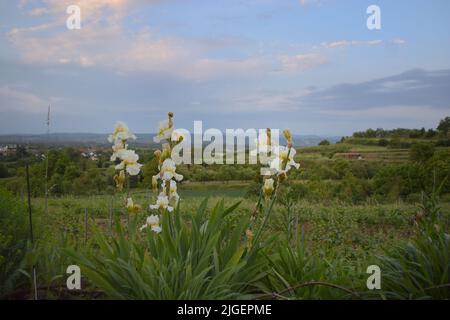 iris blüht auf einer Wiese am Kaiserstuhl aus nächster Nähe Stockfoto