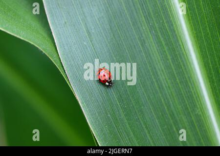 Harmonia axyridis, der Asian Lady Beetle auf einem Maisblatt. Stockfoto