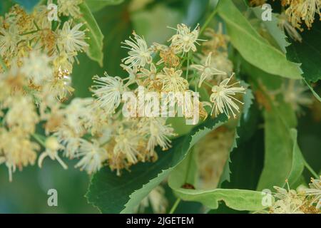 Blühende Lindenblüten. Nahaufnahme von blühenden Blumen auf dem Lindenbaum. Natürliche Zutat für Tee, Honig und Medizin Stockfoto