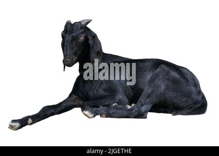 Eine schwarze Ziege legt sich und ruht, weißer Hintergrund Stockfoto
