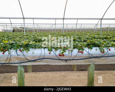 Erdbeerfarm Pflanzen im Gewächshaus, frische Bio-rote Beere, moderne Landwirtschaft Anbaumethode Stockfoto