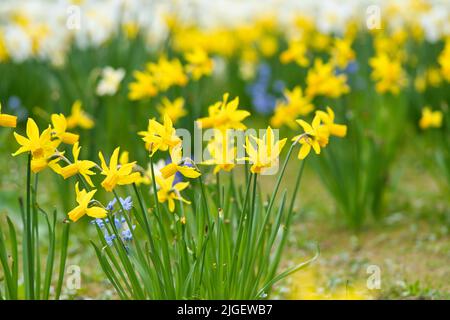 Gelbe Narzissen leuchten gegen das grüne Gras. Frühe Blüher, die den Frühling ankündigen Stockfoto