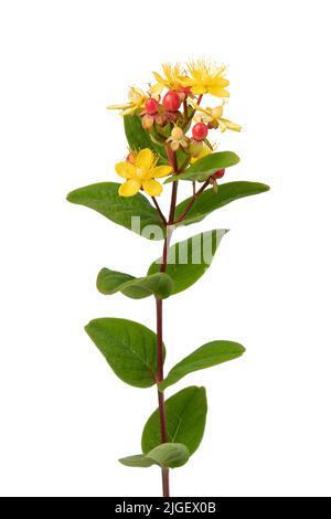 Hypericum perforatum, bekannt als Johanniskraut, gelbe Blüten und rote Beeren auf weißem Hintergrund Stockfoto