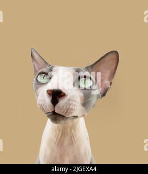 Nahaufnahme sphynx Katzenkopf mit ernstem und neugierigem Gesichtsausdruck. Isoliert auf beigem Hintergrund Stockfoto