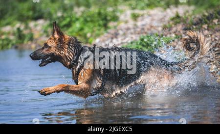 Deutscher Schäferhund läuft im Wasser, Italien Stockfoto