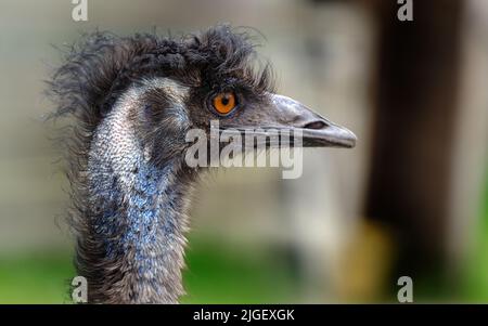 Der emu ist der zweithöchste lebende Vogel nach seiner ratiten Verwandten, dem Strauß. Sie ist in Australien endemisch Stockfoto