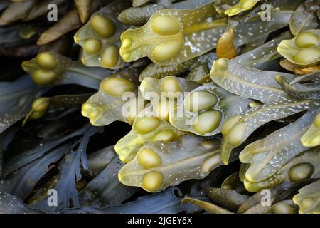 Fucus vesiculosus, bekannt unter den gebräuchlichen Namen Blasenständer,. Stockfoto