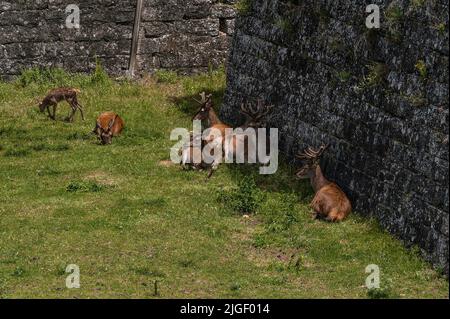 In Jaca, Provinz Huesca, Spanien: Rotwild (Cervus elaphus) Ruhe & Beweidung in Graben der Zitadelle von Jaca/Schloss von St. Peter im Jahre 1592 durch Philipp II. begonnen. Stockfoto