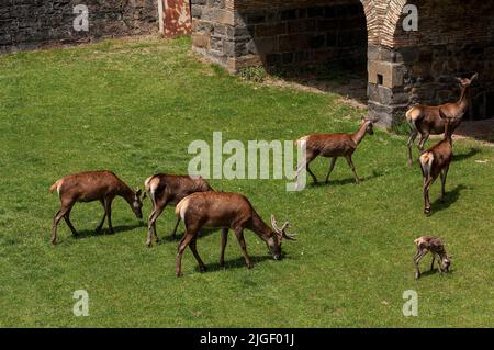 In Jaca, Provinz Huesca, Spanien: Rotwild (Cervus elaphus) Wandern & Beweidung in Graben, Zitadelle von Jaca/Schloss von St. Peter begonnen 1592 von König Philipp II. Stockfoto