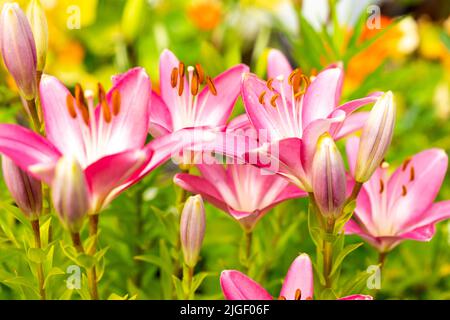 Schöne rosa Lilien, die im Garten blühen, pflegen die saisonalen Pflanzen Stockfoto
