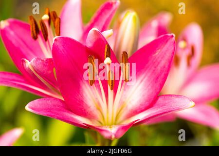 Schöne rosa Lilien, die im Garten blühen, pflegen die saisonalen Pflanzen Stockfoto