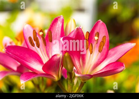 Schöne rosa Lilien, die im Garten blühen, pflegen die saisonalen Pflanzen Stockfoto