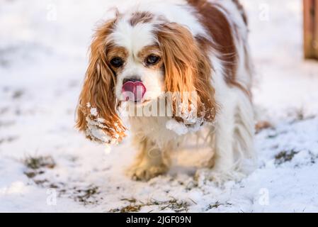Blenheim Kavalierkönig charles Spaniel im Winter. Stockfoto