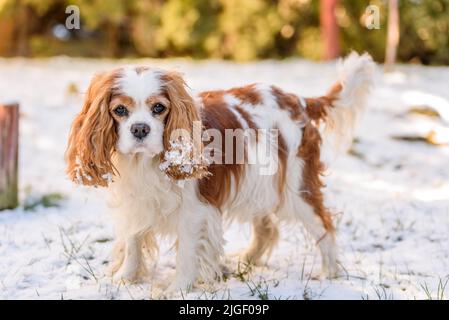 Blenheim Kavalierkönig charles Spaniel im Winter. Stockfoto