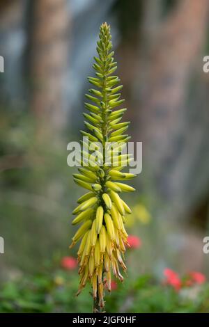 Aloe Vera (L.) Burm. f. (Syn. A. barbadensis Mill.) Blume, Pflanze in der Monocot Familie Asphodelaceae. Stockfoto