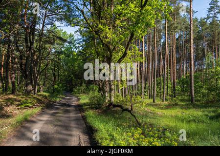 Landstraße durch den Kampinos-Wald im Frühjahr, Kampinoski-Nationalpark, Masovia, Polen. Stockfoto