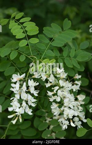 Robinia pseudoacacia, andere Namen: Falsche Akazie oder schwarze Heuschrecke, Laubbaum mit weißen Blüten in Erbsengewächse Familie: Fabaceae. Stockfoto
