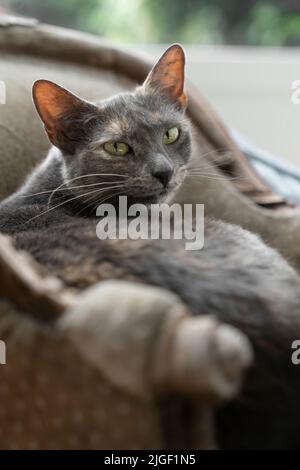 Eine grau gefleckte Russian Blue Katze sitzt und versteckt sich an einem sicheren Ort auf einem kleinen Stuhl Stockfoto