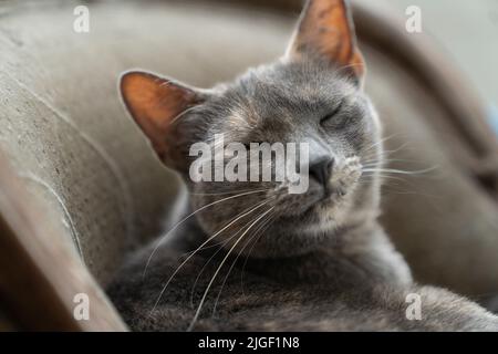 Eine grau gefleckte Russian Blue Katze winkend sitzend und versteckt sich an einem sicheren Ort auf einem kleinen Stuhl Stockfoto