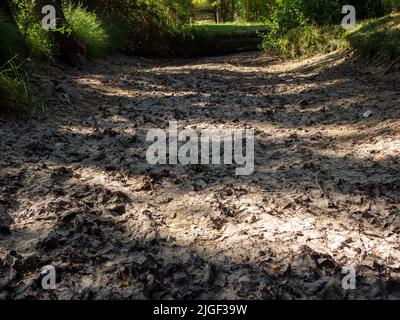 Bild des Klimawandels eines Stausees mit einem trockenen Baumzweig. Konzept der Dürre Stockfoto