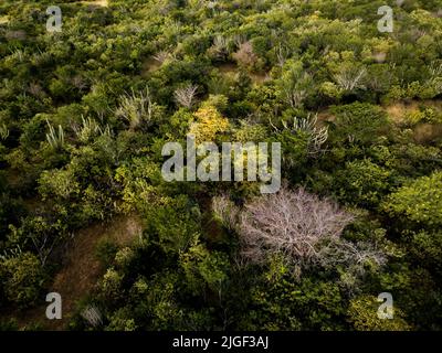 Luftaufnahme des Caatinga-Waldes, einheimische Vegetation im Nordosten brasiliens Stockfoto