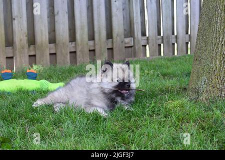 Ein entzückender Keeshond-Hund, der in einem Garten auf Holz beißt Stockfoto