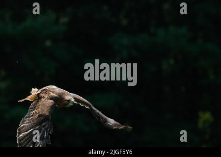 Der Harris-Falke Parabuteo unicinctus ist der einzige Greifvogel, der in der Gruppe jagt Stockfoto