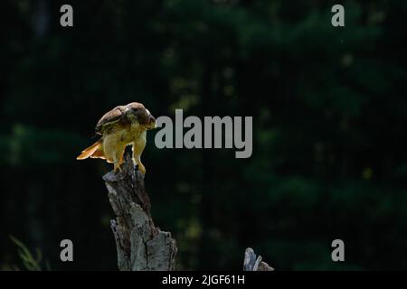 Der Harris-Falke Parabuteo unicinctus ist der einzige Greifvogel, der in der Gruppe jagt Stockfoto