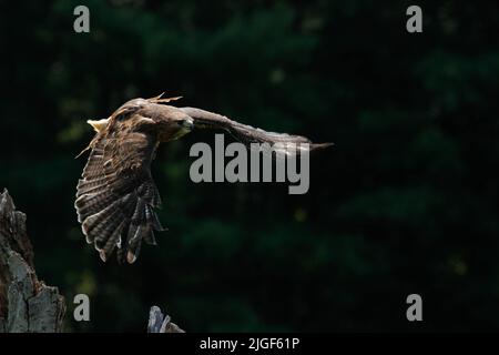 Der Harris-Falke Parabuteo unicinctus ist der einzige Greifvogel, der in der Gruppe jagt Stockfoto