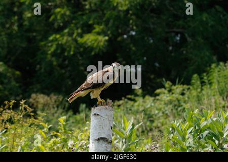 Der Harris-Falke Parabuteo unicinctus ist der einzige Greifvogel, der in der Gruppe jagt Stockfoto