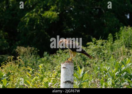 Der Harris-Falke Parabuteo unicinctus ist der einzige Greifvogel, der in der Gruppe jagt Stockfoto