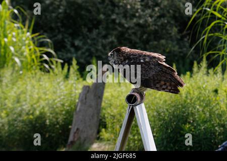 Eine Küstenseeeule, die aus ihrem Frühjahrsnest über den Küstenwasserstraßen in North Carolina, USA, flieht. Stockfoto