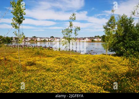 Kanadagänse und leuchtend gelbe Blüten am Ufer neben dem See bei Watermead, Aylesbury, Buckinghamshire, England, Großbritannien Stockfoto