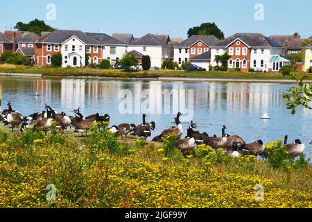 Kanadagänse am Ufer neben dem See bei Watermead, Aylesbury, Buckinghamshire, England, Großbritannien Stockfoto