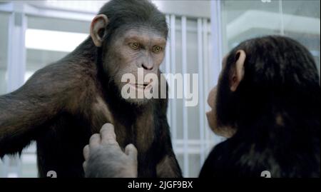 CAESAR, Cornelia, Morgenröte der Planet der Affen, 2014 Stockfoto