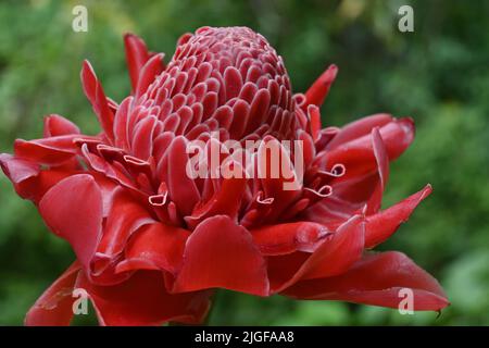 Nahaufnahme einer roten Fackel, Ingwer oder Ingwerblume (Etlingera elatior) im Garten Stockfoto