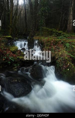 Nebenfluss der Afon Rhiwddolion. Stockfoto